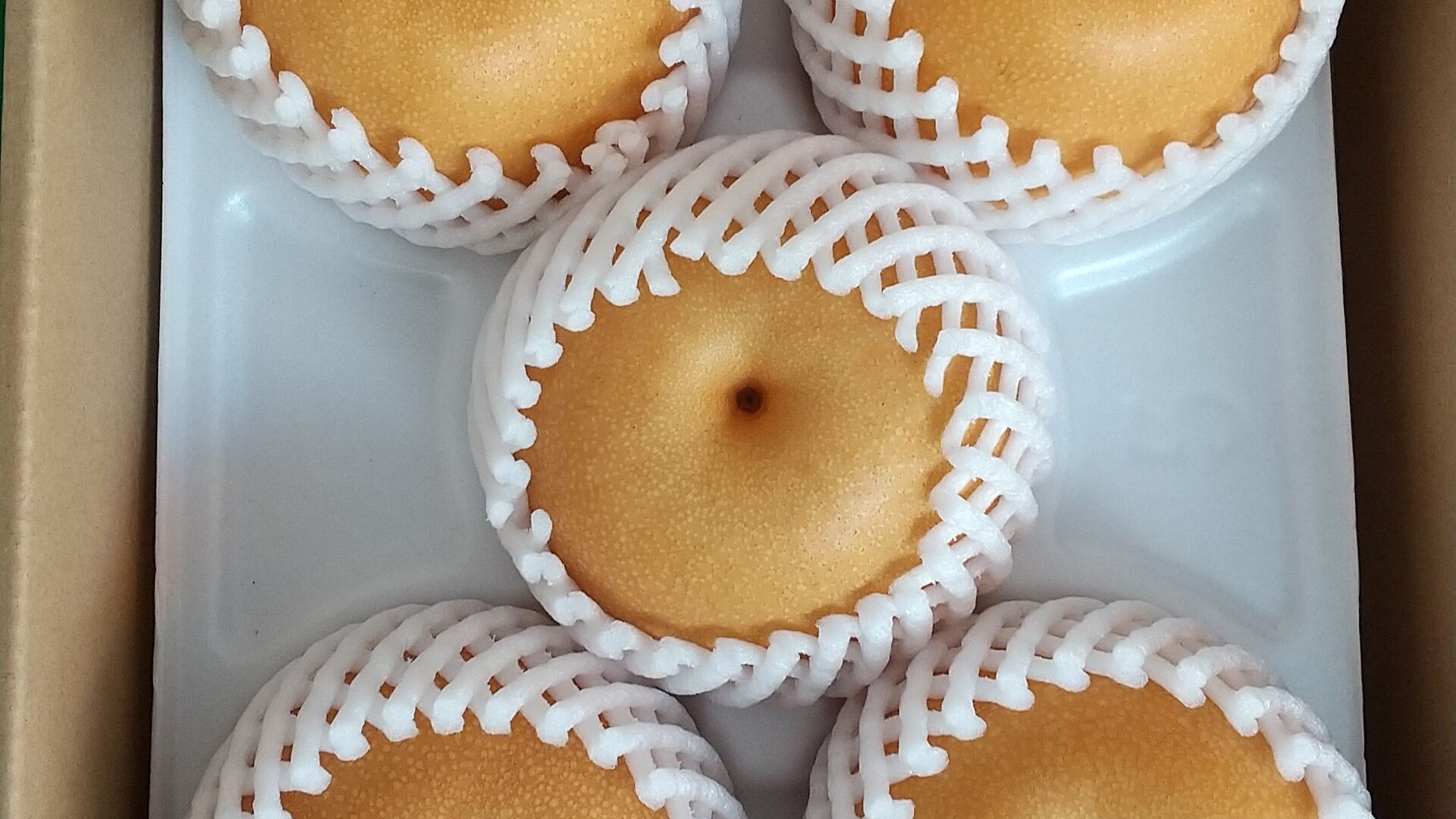 荒尾梨（早生物）